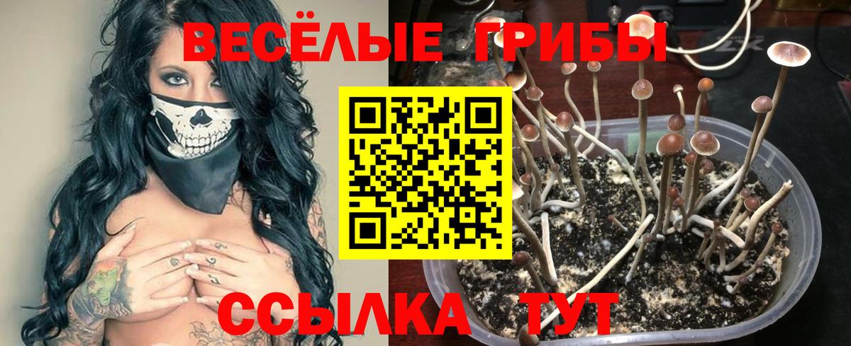где продают   Вход с VPN  Киреевск  Галлюциногенные грибы MAGIC MUSHROOMS 